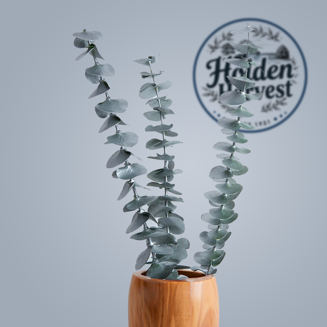 Eucalyptus leaves3